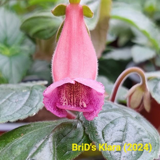 Img.2024.05.20 - Sinningia din semințe hibrizi Dna Dietze 2024