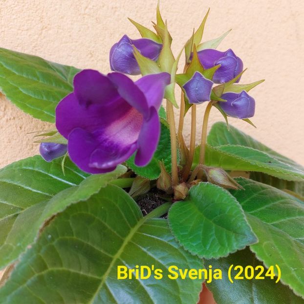 Img.2024.05.21 - Sinningia din semințe hibrizi Dna Dietze 2024