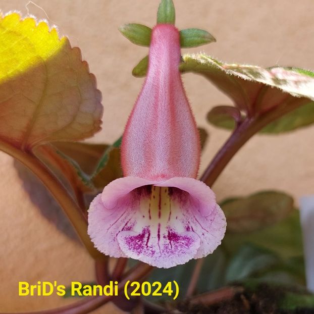 Img.2024.05.21 - Sinningia din semințe hibrizi Dna Dietze 2024