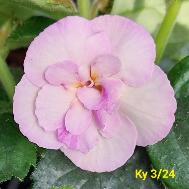 Img.2024.05.20 - Achi din semințe BriDs 2024