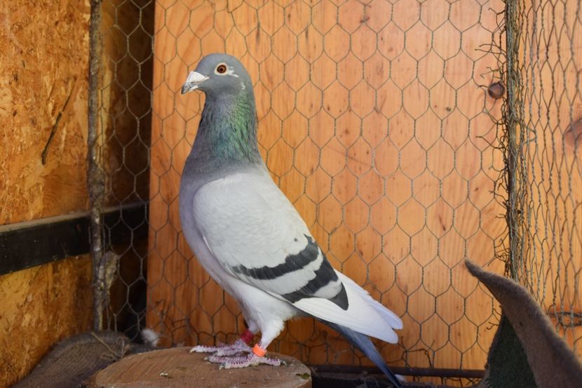 Pescarus Jr. - - Masculi