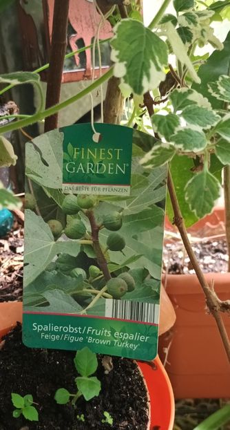 Se pare ca are inca eticheta - Grădinița din balcon