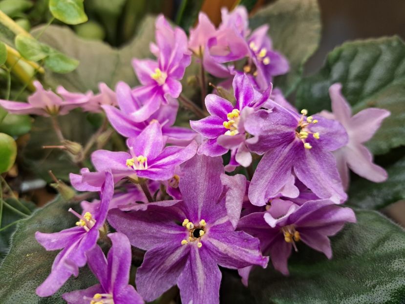  - Violeta Bob s Omega