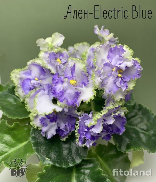 Poză net - Allen Electric Blue