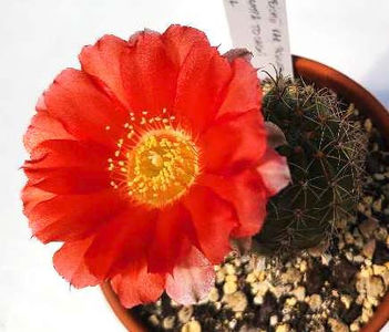 Lobivia kuehnrichii var pencapoma - Lobivia kuehnrichii var pencapoma _WR238 _ Cachipampa to Cachi_ Salta_ Argentina