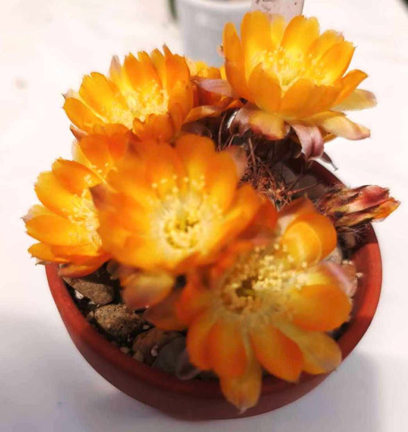 Lobivia kuehnrichii - Lobivia kuehnrichii