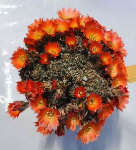 Rebutia pygmaea - Rebutia pygmaea