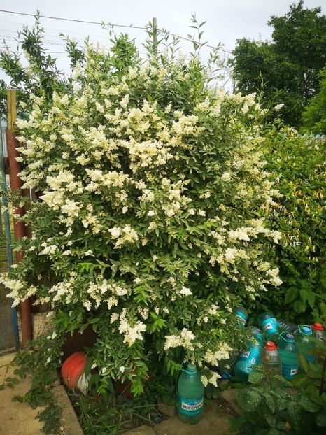 Ligustrum ovalifolium - arbori ornamentali 2024