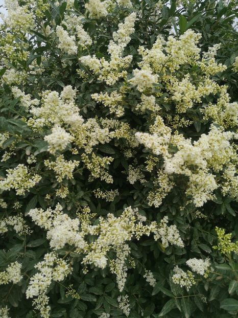 lemn cainesc - arbori ornamentali 2024