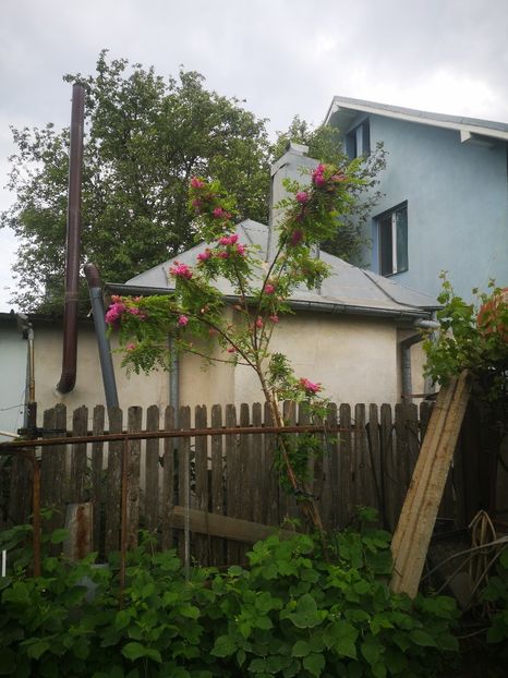  - arbori ornamentali 2024