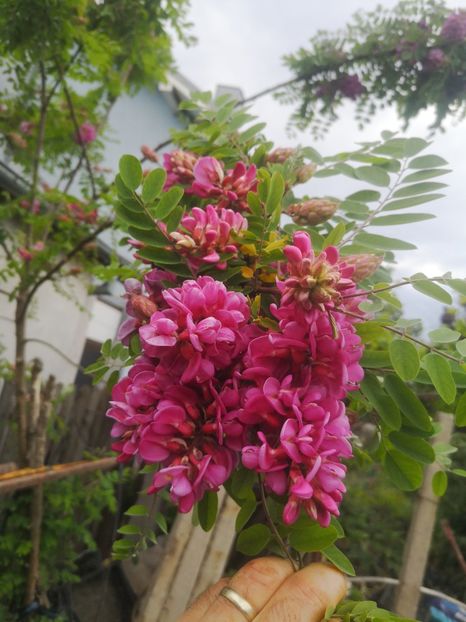  - arbori ornamentali 2024