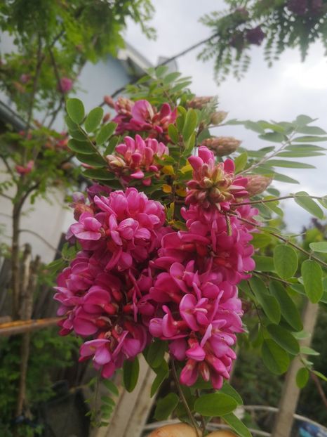  - arbori ornamentali 2024