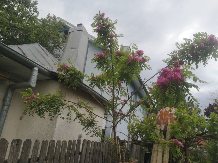  - arbori ornamentali 2024