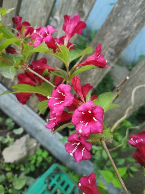  - arbori ornamentali 2024