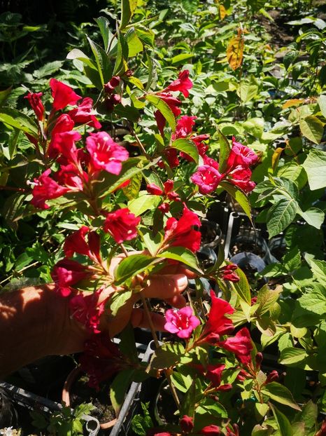 wegella rosie - arbori ornamentali 2024