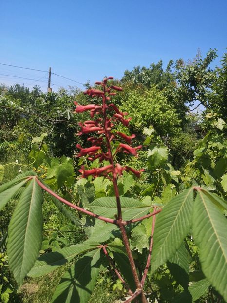  - arbori ornamentali 2024