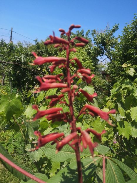  - arbori ornamentali 2024