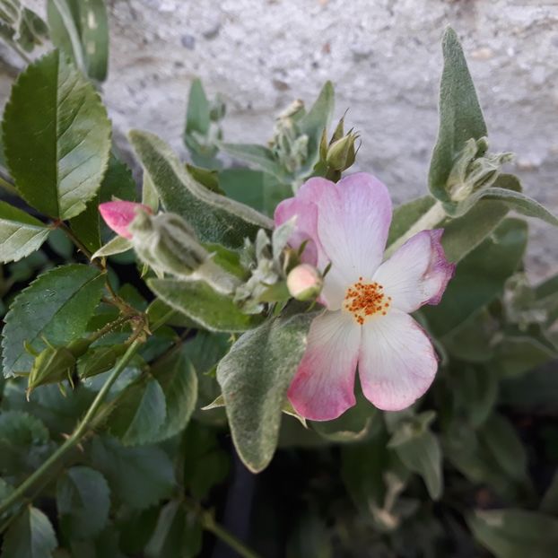 21 mai 2024 - Robe Fleurie iulie 2023