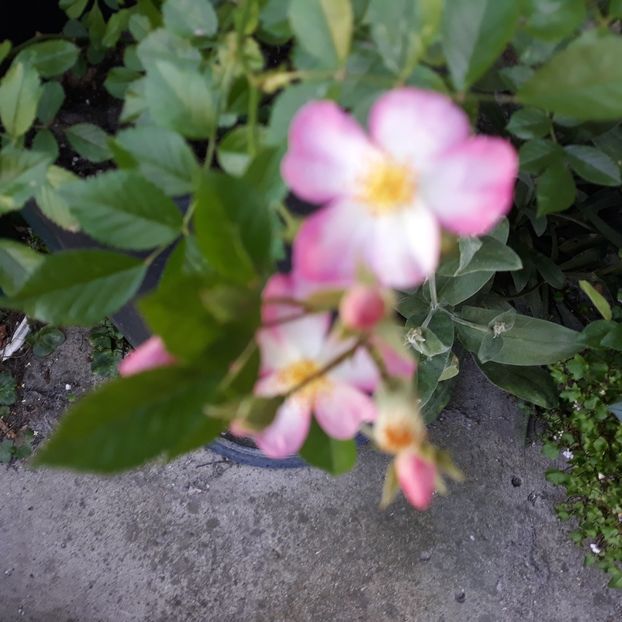  - Robe Fleurie iulie 2023