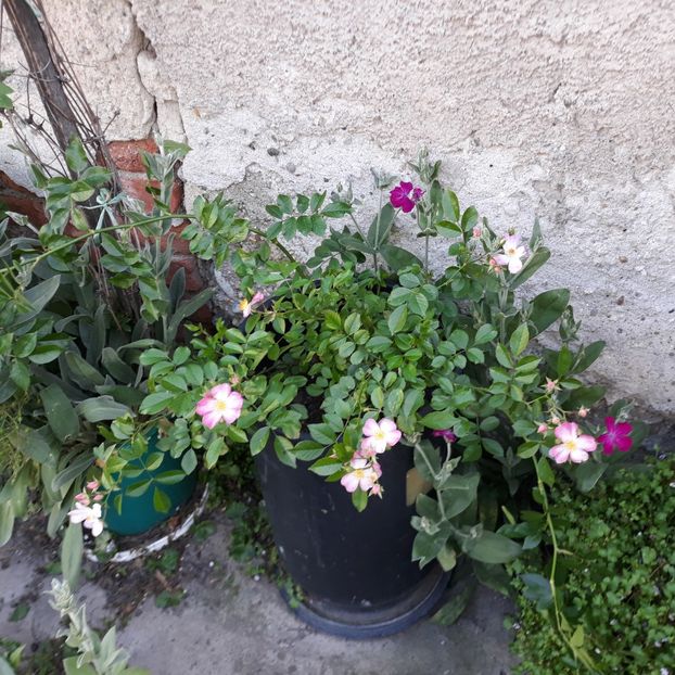  - Robe Fleurie iulie 2023