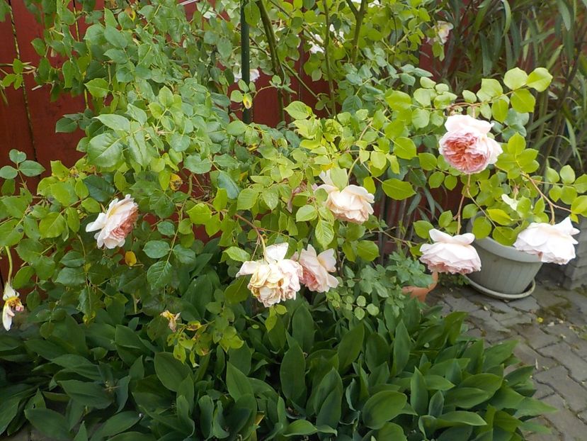  - abraham darby