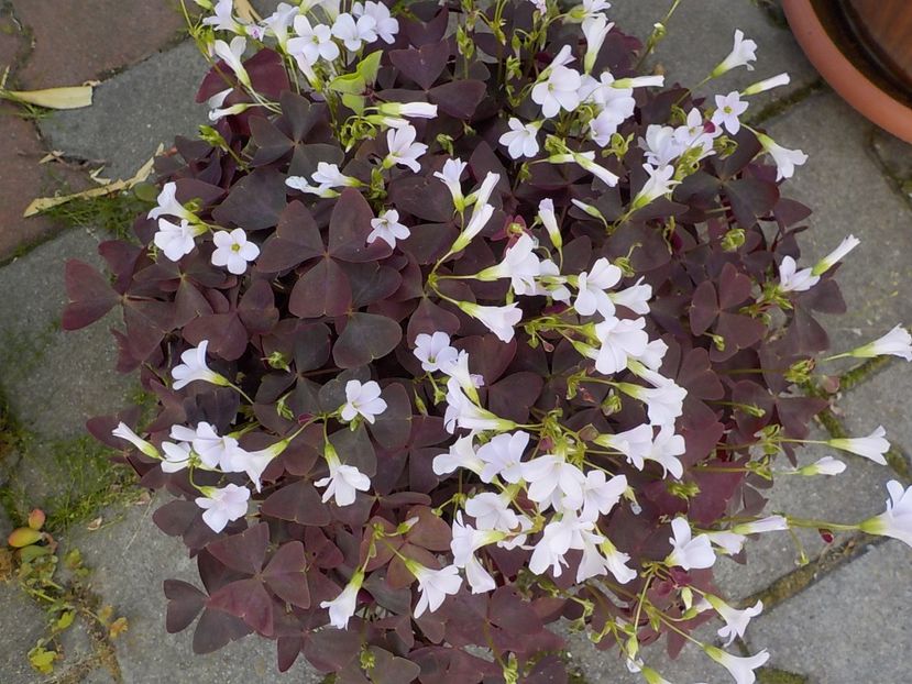  - oxalis triangularis