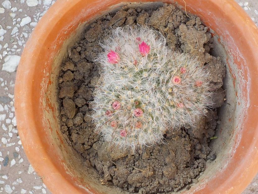  - mammillaria bocasana