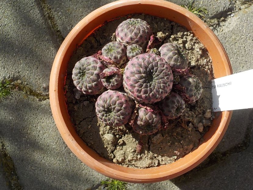  - rebutia rauschii-2019