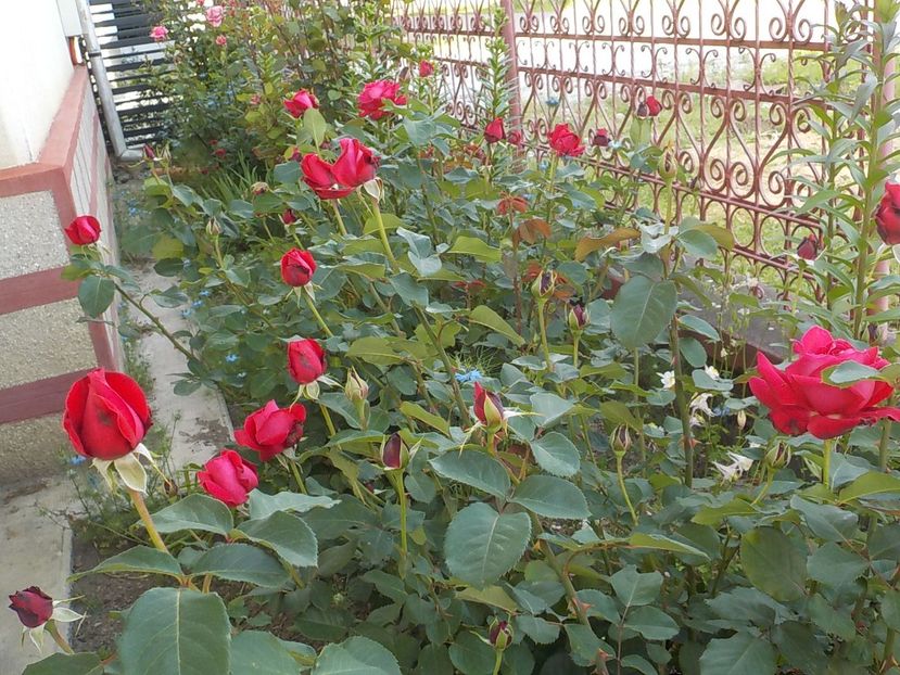  - Trandafiri in gradina mea