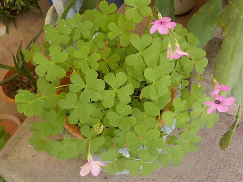  - oxalis rubra