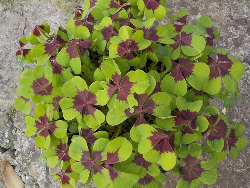  - oxalis iron cross