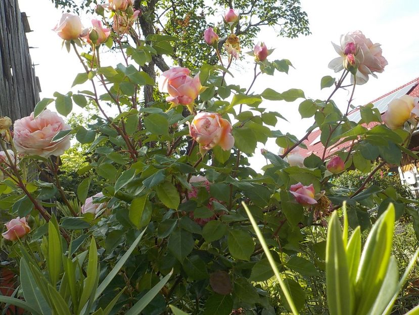  - abraham darby
