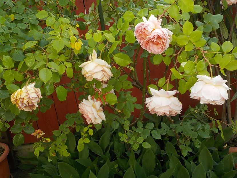  - abraham darby