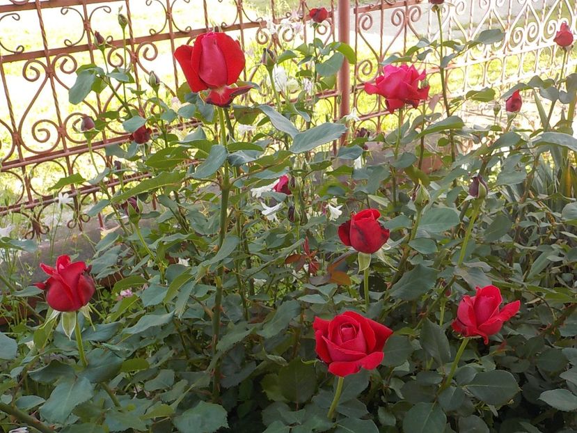  - Trandafiri in gradina mea
