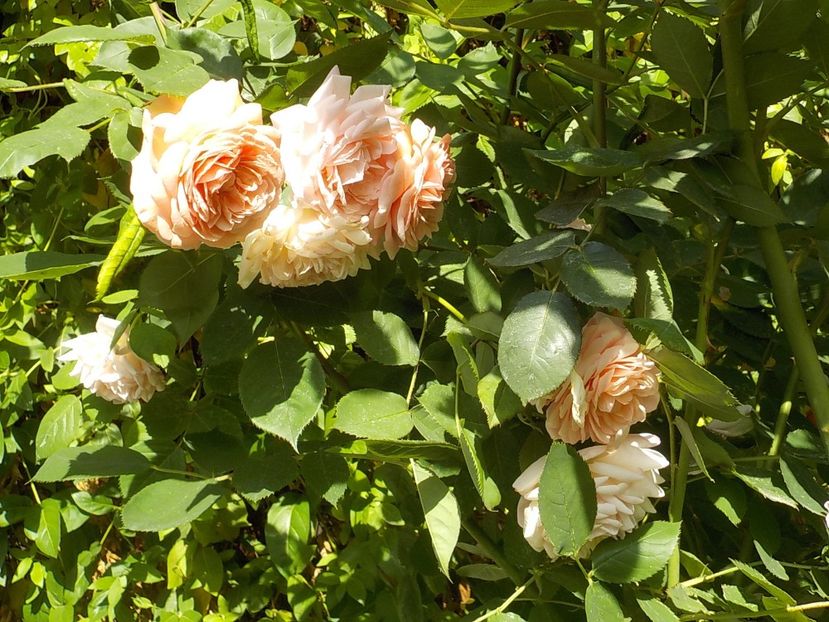  - abraham darby