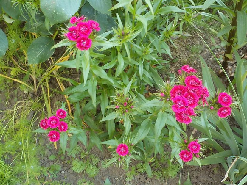  - dianthus