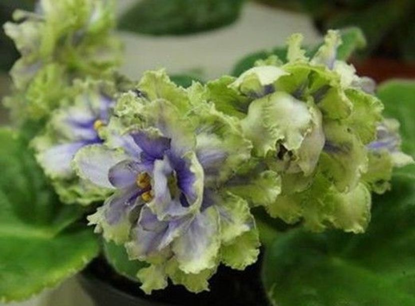 Poză net - LE- Marfa