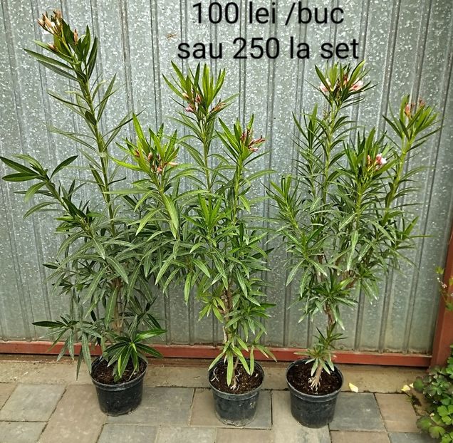 Plante cu flori - Plante disponibile