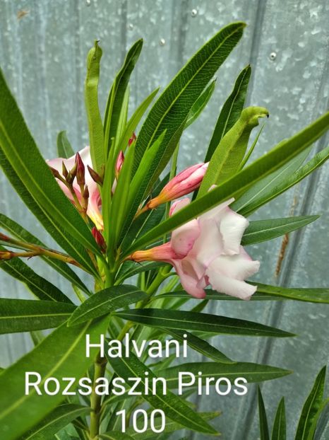  - Plante disponibile