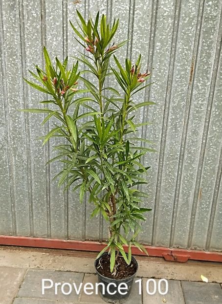  - Plante disponibile