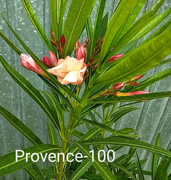  - Plante disponibile