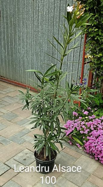  - Plante disponibile