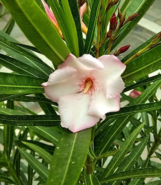 Halvani Rozsaszin Piros - Plante disponibile