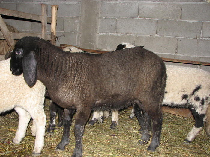 miel 30 kg, 9 sapt - miei 2010