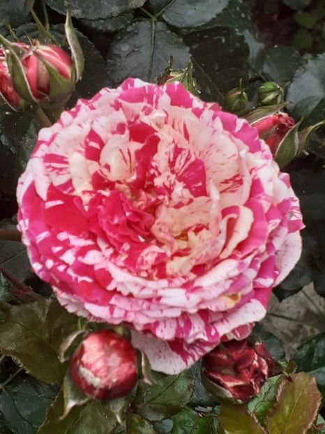  - Abracadabra floribunda Kordes 2018-2019
