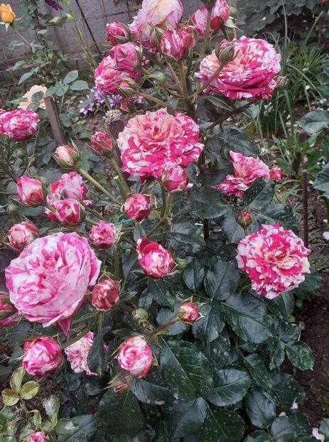  - Abracadabra floribunda Kordes 2018-2019