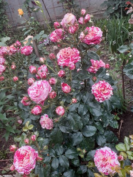  - Abracadabra floribunda Kordes 2018-2019