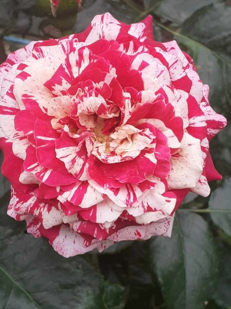  - Abracadabra floribunda Kordes 2018-2019