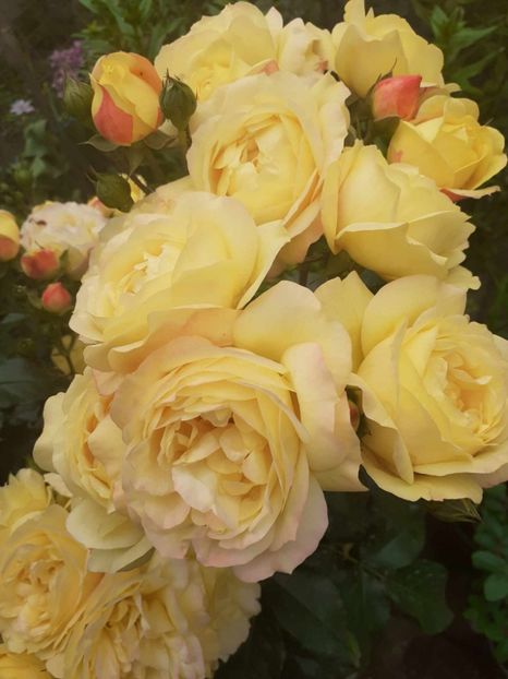  - Lampion floribunda Tantau 2018-2019