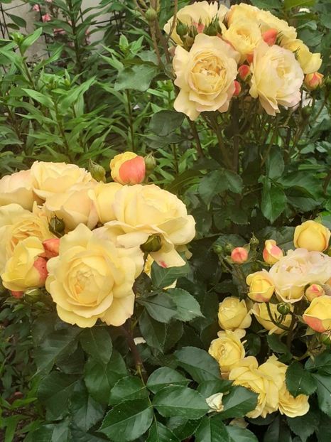  - Lampion floribunda Tantau 2018-2019